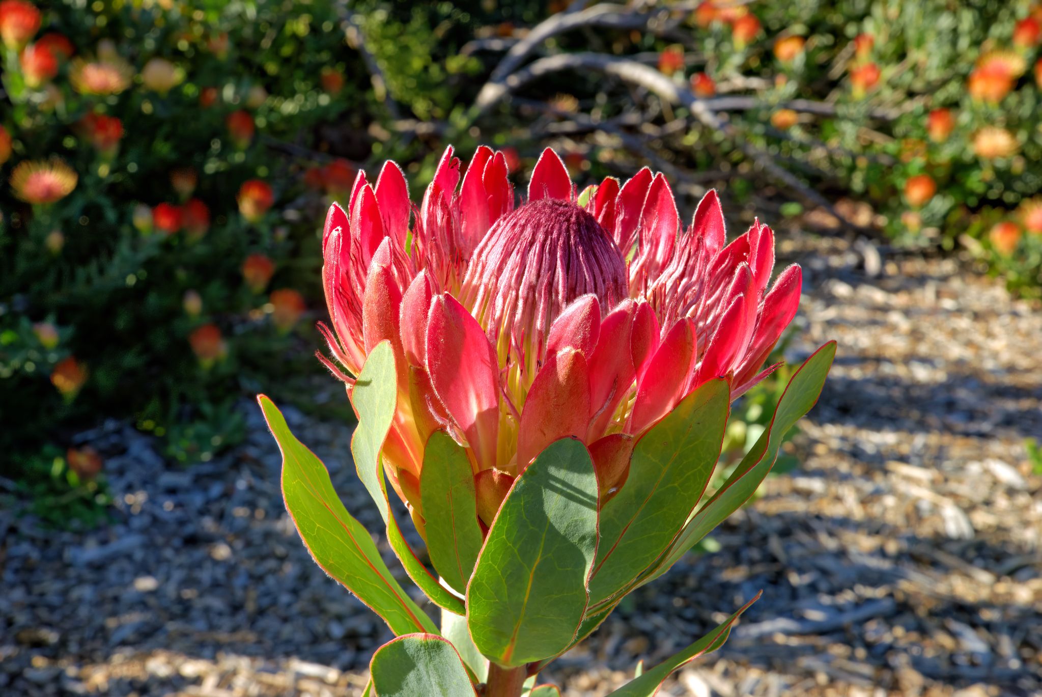 Botanischer Garten Kirstenbosch: Königs-Protea (Protea cynaroides)